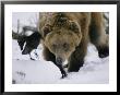 Portrait Of A Captive Grizzly Bear In The Snow by Roy Toft Limited Edition Pricing Art Print