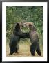 Two Grizzly Bears Have A Playful Fight by Tom Murphy Limited Edition Pricing Art Print