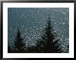 Pine Trees Line The Sparkling Water Near Homer, Alaska by Stacy Gold Limited Edition Print