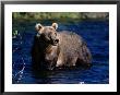 Kodiak Brown Bear (Ursus Middendorfii) by George F. Mobley Limited Edition Print