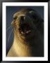 Portrait Of A Galapagos Sea Lion With Open Mouth And Lots Of Whiskers by Ralph Lee Hopkins Limited Edition Print