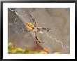 Garden Spider In Web, Argiope Aurantia by Inga Spence Limited Edition Print