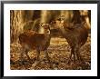 Mother And Fawn Sika Deer by Raymond Gehman Limited Edition Print
