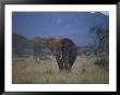 African Elephant On The Veldt by Dr. Maurice G. Hornocker Limited Edition Pricing Art Print