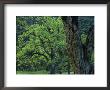 Acorn Woodpecker Holes In The Trunk Of An Oak Tree, Sequoia National Park, California by Phil Schermeister Limited Edition Print