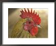 A Close View Of The Head Of A Rooster by Darlyne A. Murawski Limited Edition Pricing Art Print