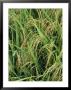 Close View Of Rice Plants by Steve Raymer Limited Edition Print