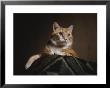 A Large Orange Cat Guards The Corner Of A Bed In This Low-Angle View by Stephen St. John Limited Edition Print