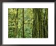 View Within A Rain Forest by Mattias Klum Limited Edition Print