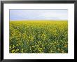 Springtime, Field Of Mustard Seed by Rich Reid Limited Edition Print