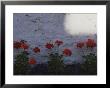 Red Geraniums Growing In A Flowerbed Alongside A White Wall by Annie Griffiths Belt Limited Edition Print