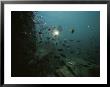 An Underwater Divers Light Sends Cichlid Fish Scurrying by Bill Curtsinger Limited Edition Print