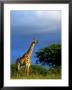 Giraffe In Veld, Ithala Game Reserve, South Africa by Roger De La Harpe Limited Edition Print