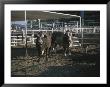 Rodeo Bulls Look Directly At The Camera With An Angry Stare by Taylor S. Kennedy Limited Edition Pricing Art Print