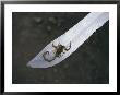 A Small Scorpion Found In The School Storage Room Sits On A Knife Blade by Maria Stenzel Limited Edition Print