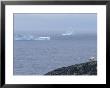 A Polar Bear Looks Across The Water From The Shore Of Baffin Island by Paul Nicklen Limited Edition Print