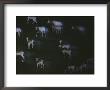 Herd Of Addra Gazelles At Night by Michael Nichols Limited Edition Print
