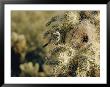 A Cactus Wren Perches On A Cholla Cactus Near The Entrance To Its Nest by Walter Meayers Edwards Limited Edition Print