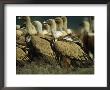 Griffon Vultures Standing On Ground by Klaus Nigge Limited Edition Print