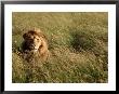 Male Lion Hiding, Masai Mara National Park, Kenya by Michele Burgess Limited Edition Print