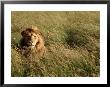 Male Lion Hiding, Masai Mara National Park, Kenya by Michele Burgess Limited Edition Print