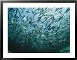 A School Of Small Fish Seek Protection In Numbers by Bill Curtsinger Limited Edition Print