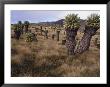 Meadows And Groundsel Trees, Mt. Kilimanjaro, Tanzania by Skip Brown Limited Edition Pricing Art Print
