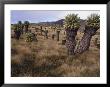 Meadows And Groundsel Trees, Mt. Kilimanjaro, Tanzania by Skip Brown Limited Edition Print