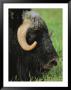 Close View Of Musk Oxs Head At The Large Animal Research Station by Michael Melford Limited Edition Print