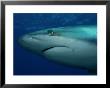 A Close-View Of A Silvertip Reef Shark by Wolcott Henry Limited Edition Print
