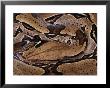 Close View Of A Burmese Python by Mattias Klum Limited Edition Pricing Art Print