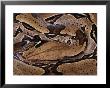 Close View Of A Burmese Python by Mattias Klum Limited Edition Print