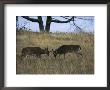 A Pair Of White-Tailed Deer Bucks Butting Heads by Raymond Gehman Limited Edition Print