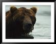 A Close View Of The Face Of A Brown Bear In Water by Klaus Nigge Limited Edition Pricing Art Print