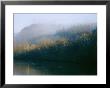 Fog Covers The Sycamore Trees That Grow Along The James River by Raymond Gehman Limited Edition Pricing Art Print