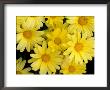 Yellow Daisies, Bellevue Botanical Garden, Washington, Usa by Jamie & Judy Wild Limited Edition Print