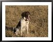 An English Springer Spaniel Rests After A Run by Joel Sartore Limited Edition Print