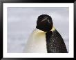 Portrait Of A Smug-Looking Emperor Penguin by Bill Curtsinger Limited Edition Print