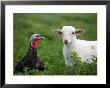 A Katahdin Lamb And A Bronze Turkey Hang Out On A Farm In Kansas by Joel Sartore Limited Edition Print
