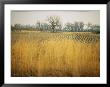 Fields At The Lillian Annette Rowe Bird Sanctuary On The Platte River by Joel Sartore Limited Edition Print
