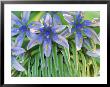 Scilla Peruviana Close-Up Of Flower Growing In A Greenhouse, February by Vaughan Fleming Limited Edition Print