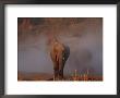African Elephant Herd by Beverly Joubert Limited Edition Print