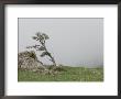 Fog Drifts Past A Windblown Tree by Raymond Gehman Limited Edition Print