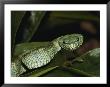 Head-On View Of A Green Pit Viper In The Rain Forest by Mattias Klum Limited Edition Print