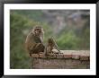 Monkeys Watch The Tourists From A Brick Wall In Kathmandu, Nepal by Bobby Model Limited Edition Print