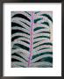 Close-View Of The Feathery Branches Of A Sea Fan by Wolcott Henry Limited Edition Print