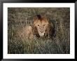 A Close View Of A Majestic Looking African Lion by Jodi Cobb Limited Edition Print