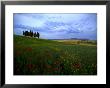 Poppies In A Wheat Field And A Cluster Of Cypress Trees by Raul Touzon Limited Edition Print