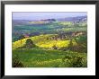 Green Rolling Hills And Spotted Yellow Mustard Flowers, Tuscany, Italy by Janis Miglavs Limited Edition Pricing Art Print
