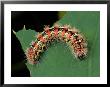 A Smartweed Caterpillar, Acronicta Oblinita, Feeding On A Lotus Leaf by George Grall Limited Edition Print